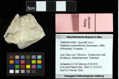 Foto (Objekt + Etiketten) von Distefania oxythyreiformis (Gemmelaro, 1869) 
